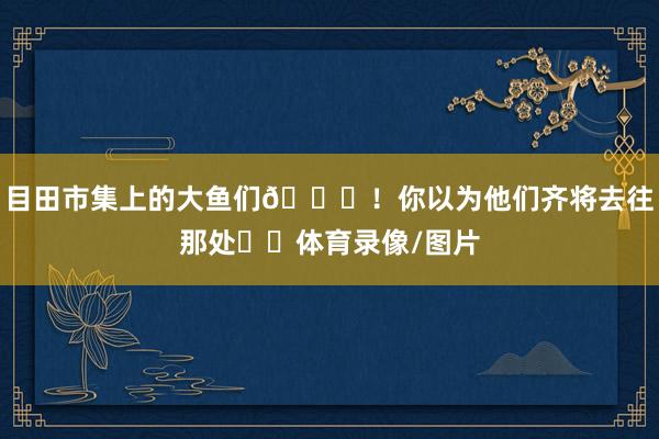 目田市集上的大鱼们😍！你以为他们齐将去往那处⁉️体育录像/图片